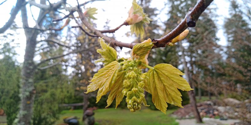 Acer pseudoplatanus 'Leopoldii'